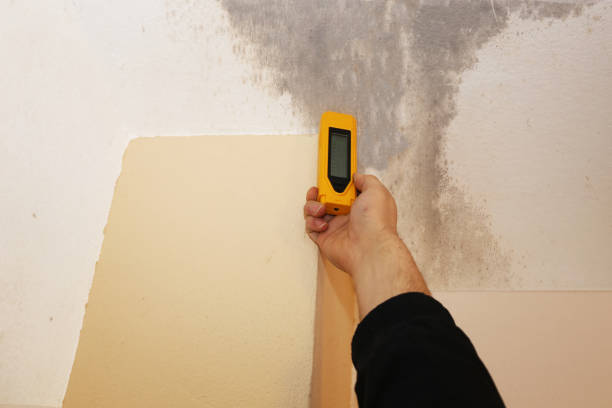 Best Mold Damage Restoration  in Long Beach, NY